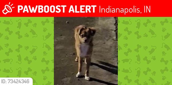 Lost Male Dog last seen English and rural, Indianapolis, IN 46203
