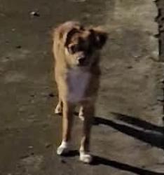 Lost Male Dog last seen English and rural, Indianapolis, IN 46203