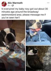 Lost Female Dog last seen circle K, Rockford, IL 61108