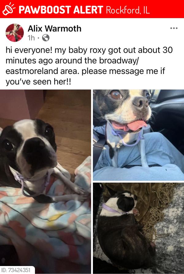 Lost Female Dog last seen circle K, Rockford, IL 61108