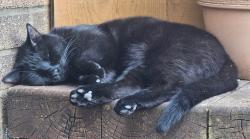 Reunited Male Cat last seen Coulser close, Hertfordshire, England 