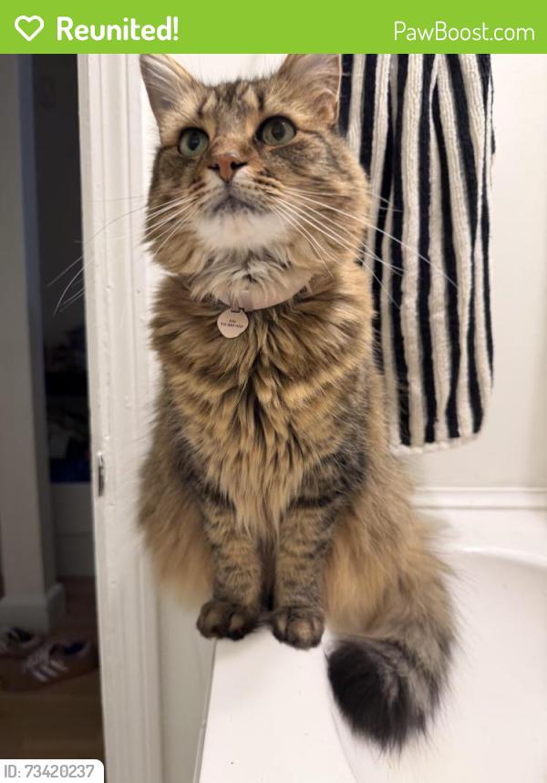 Reunited Female Cat last seen Medal of Honor park, Boston, MA 02127