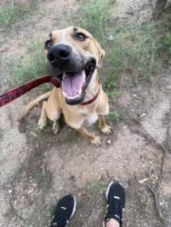 Found/Stray Female Dog last seen Crimson and university, Mesa, AZ 85207