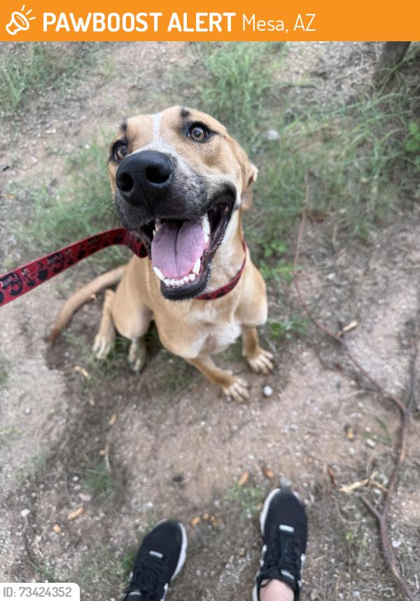 Found/Stray Female Dog last seen Crimson and university, Mesa, AZ 85207