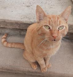 Found/Stray Male Cat last seen Near South Ave, Staten Island NY, Staten Island, NY 10311