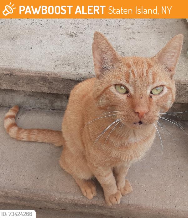 Found/Stray Male Cat last seen Near South Ave, Staten Island NY, Staten Island, NY 10311