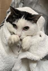 Shelter Stray Female Cat last seen OR, 1700 W Historic Columbia River Hwy, Troutdale, OR 97060, USA