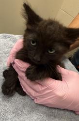Shelter Stray Male Cat last seen Near Chaz Place, La Mesa, CA, 91942, El Cajon, CA 92020, USA