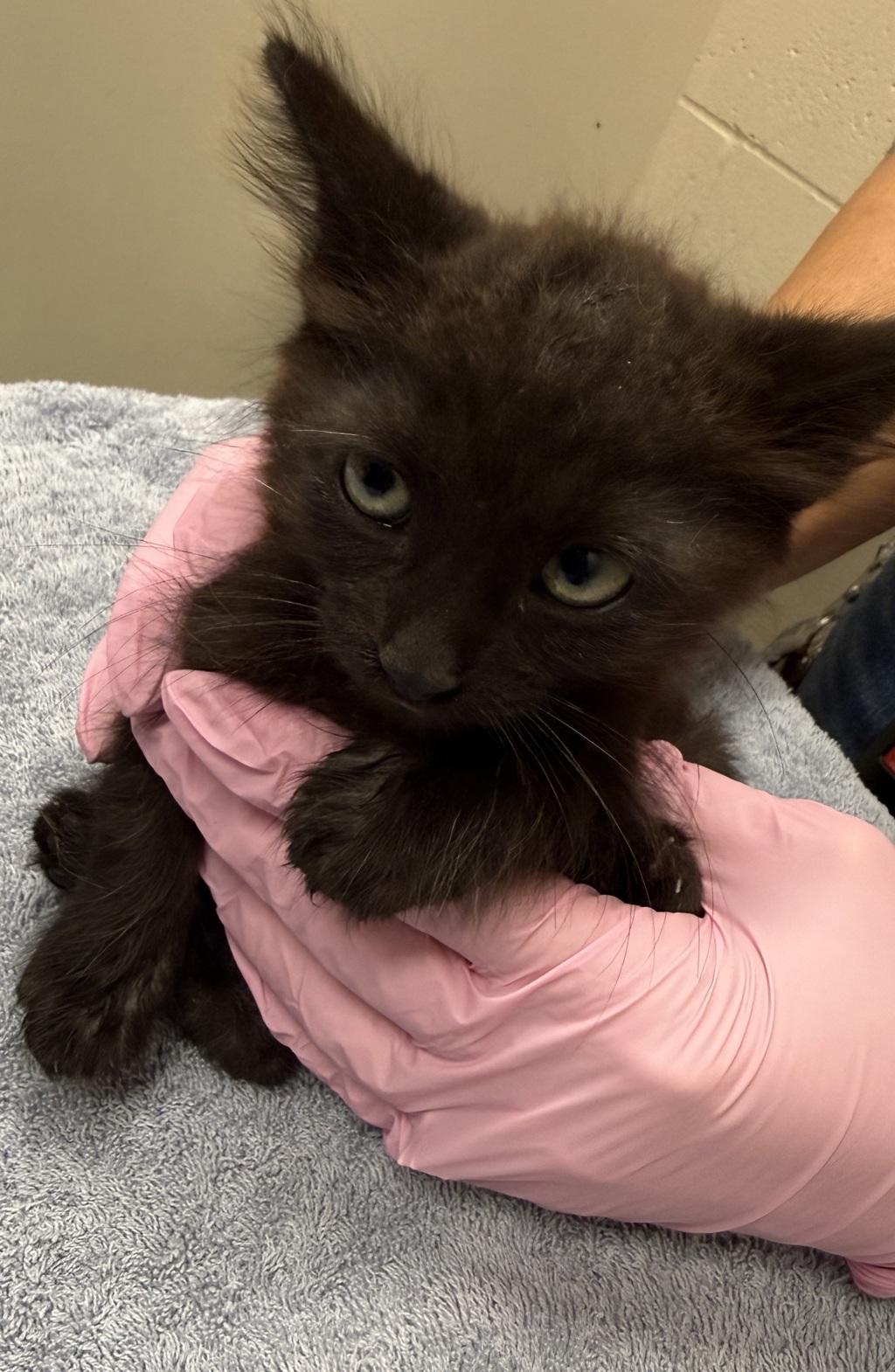 Shelter Stray Male Cat last seen Near Chaz Place, La Mesa, CA, 91942, El Cajon, CA 92020, USA