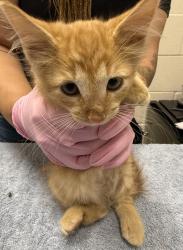 Shelter Stray Male Cat last seen Near Chaz Place, La Mesa, CA, 91942, El Cajon, CA 92020, USA