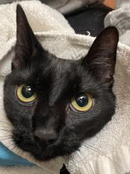 Shelter Stray Female Cat last seen OR, 1700 W Historic Columbia River Hwy, Troutdale, OR 97060, USA
