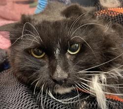 Shelter Stray Male Cat last seen OR, 1700 W Historic Columbia River Hwy, Troutdale, OR 97060, USA