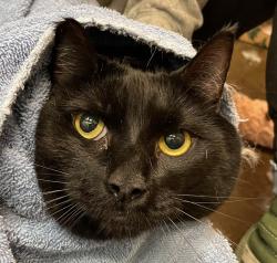 Shelter Stray Male Cat last seen OR, 1700 W Historic Columbia River Hwy, Troutdale, OR 97060, USA