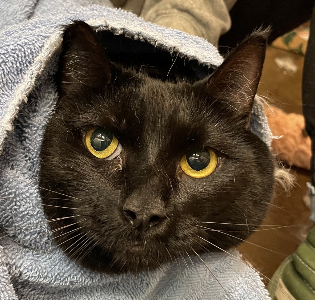 Shelter Stray Male Cat last seen OR, 1700 W Historic Columbia River Hwy, Troutdale, OR 97060, USA