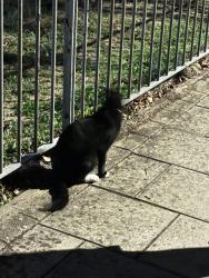 Found/Stray Unknown Cat last seen Tennis courts, Greater London, England 