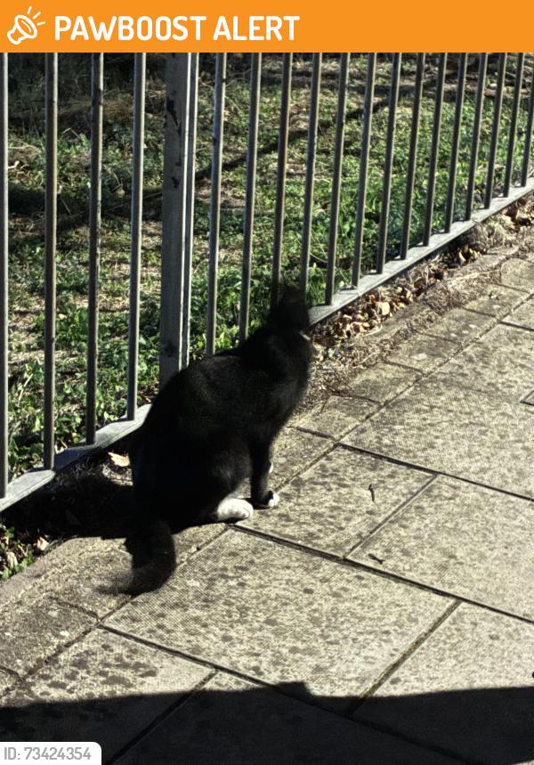 Found/Stray Unknown Cat last seen Tennis courts, Greater London, England 