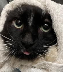Shelter Stray Male Cat last seen OR, 1700 W Historic Columbia River Hwy, Troutdale, OR 97060, USA