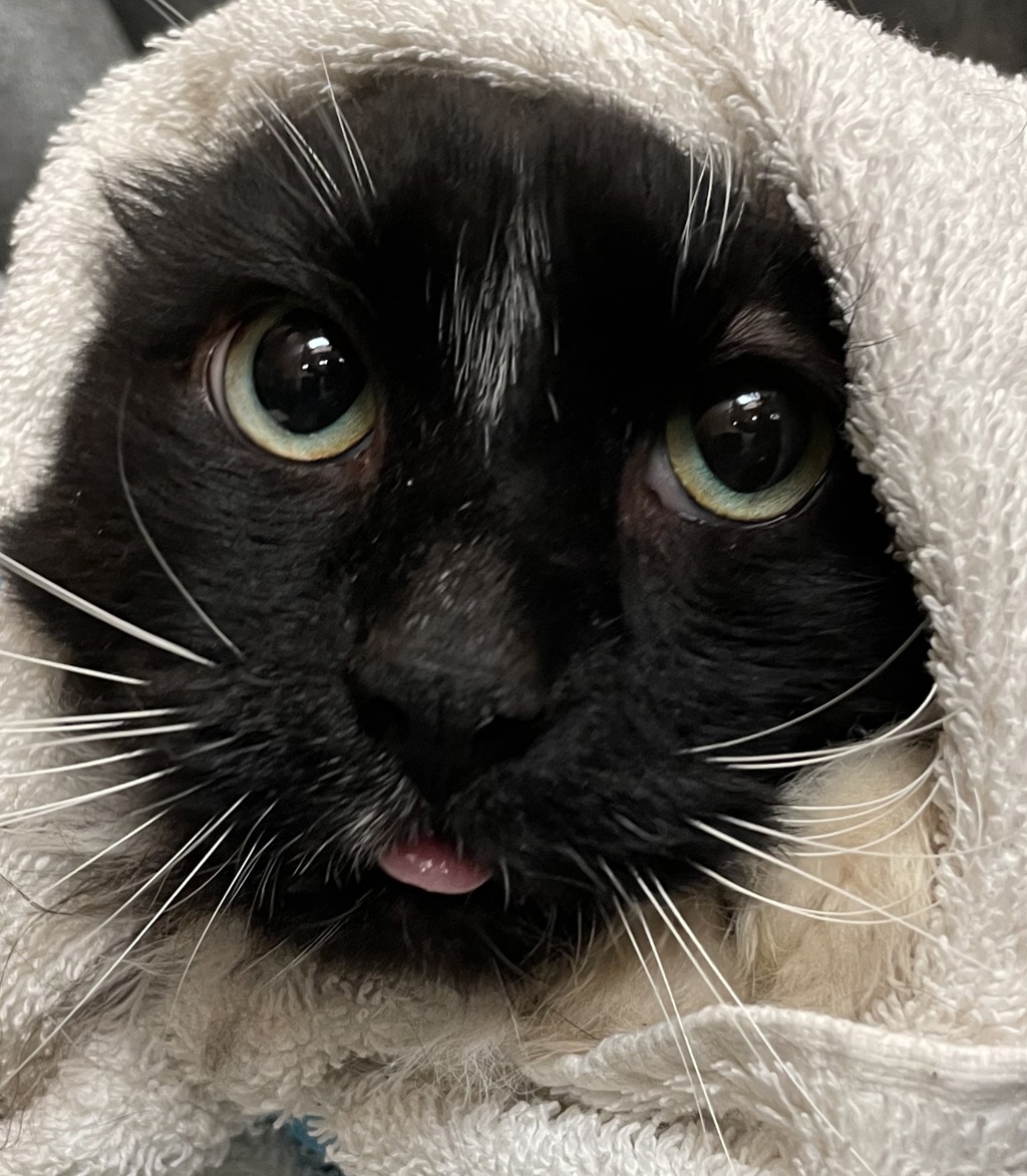 Shelter Stray Male Cat last seen OR, 1700 W Historic Columbia River Hwy, Troutdale, OR 97060, USA