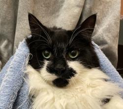 Shelter Stray Male Cat last seen OR, 1700 W Historic Columbia River Hwy, Troutdale, OR 97060, USA