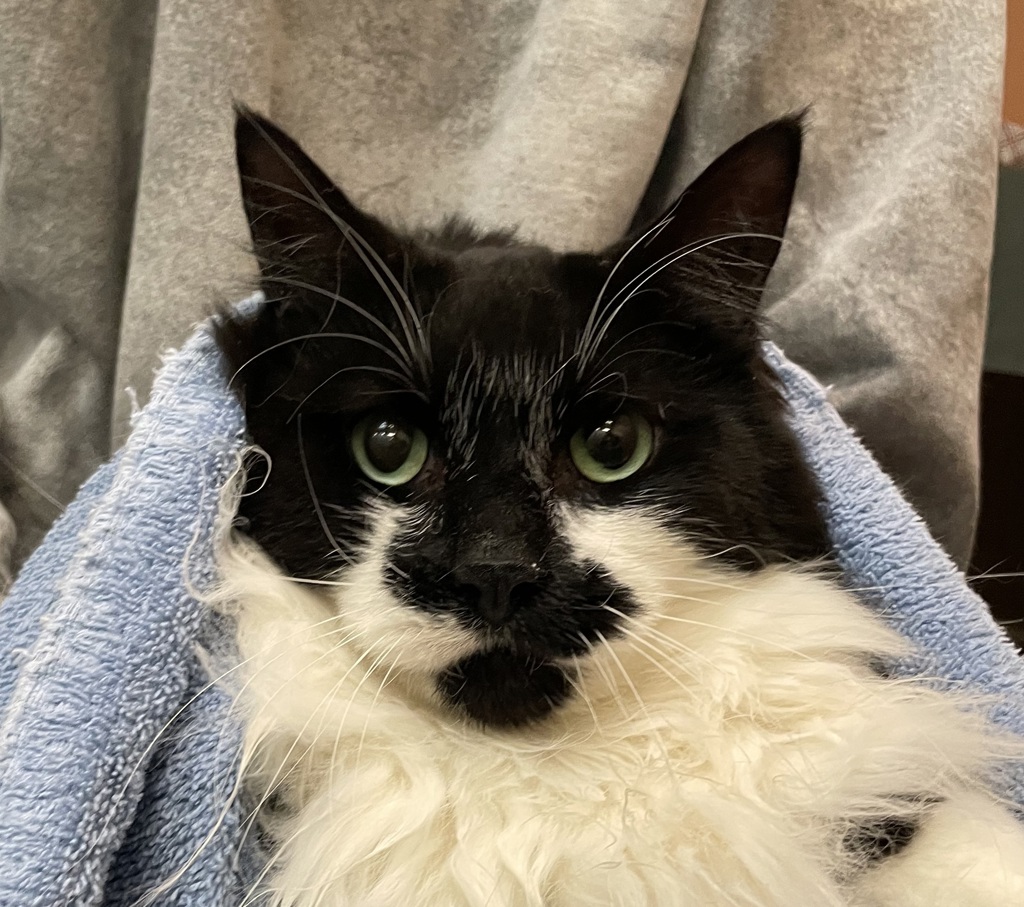 Shelter Stray Male Cat last seen OR, 1700 W Historic Columbia River Hwy, Troutdale, OR 97060, USA