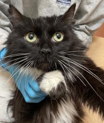 Shelter Stray Female Cat last seen OR, 1700 W Historic Columbia River Hwy, Troutdale, OR 97060, USA
