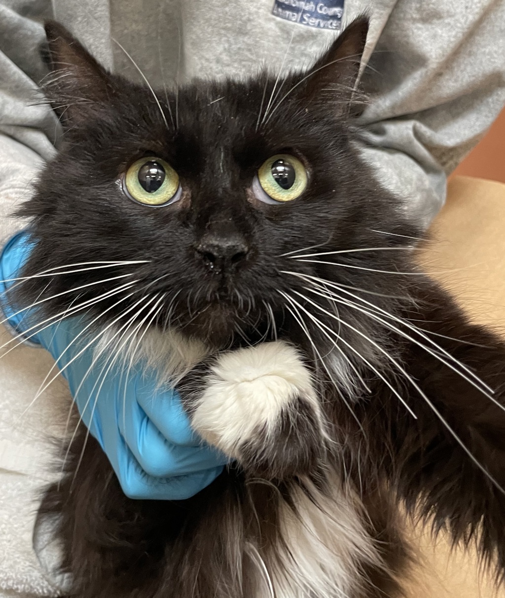 Shelter Stray Female Cat last seen OR, 1700 W Historic Columbia River Hwy, Troutdale, OR 97060, USA