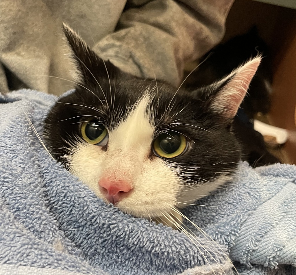 Shelter Stray Male Cat last seen OR, 1700 W Historic Columbia River Hwy, Troutdale, OR 97060, USA