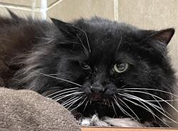 Shelter Stray Female Cat last seen OR, 1700 W Historic Columbia River Hwy, Troutdale, OR 97060, USA