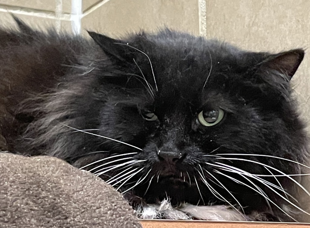 Shelter Stray Female Cat last seen OR, 1700 W Historic Columbia River Hwy, Troutdale, OR 97060, USA