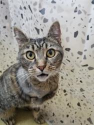 Shelter Stray Female Cat last seen Near Olive Avenue, Vista, CA, 92083, Escondido, CA 92027, USA