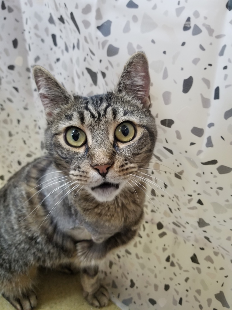 Shelter Stray Female Cat last seen Near Olive Avenue, Vista, CA, 92083, Escondido, CA 92027, USA