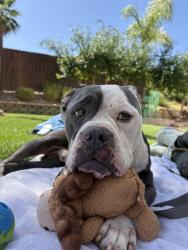 Shelter Stray Male Dog last seen Near Norman Strasse Road, San Marcos, CA, 92069, Escondido, CA 92027, USA