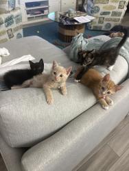 Shelter Stray Male Cat last seen Bethone Way, Chula Vista, CA, 91911, 5500 Gaines St, San Diego, CA 92110, USA