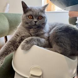 Reunited Female Cat last seen Ridgeway, Surrey, England 