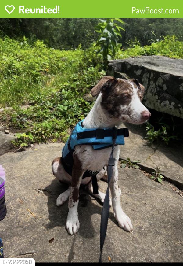 Reunited Female Dog last seen Near Oak Dr, Remlap, AL 35133, USA, Remlap, AL 35133