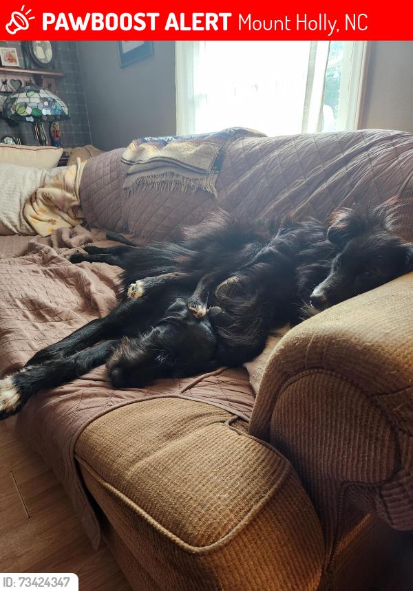 Lost Male Dog last seen Old hickory grove rd, Mount Holly, NC 28120