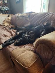 Lost Male Dog last seen Old hickory grove rd, Mount Holly, NC 28120
