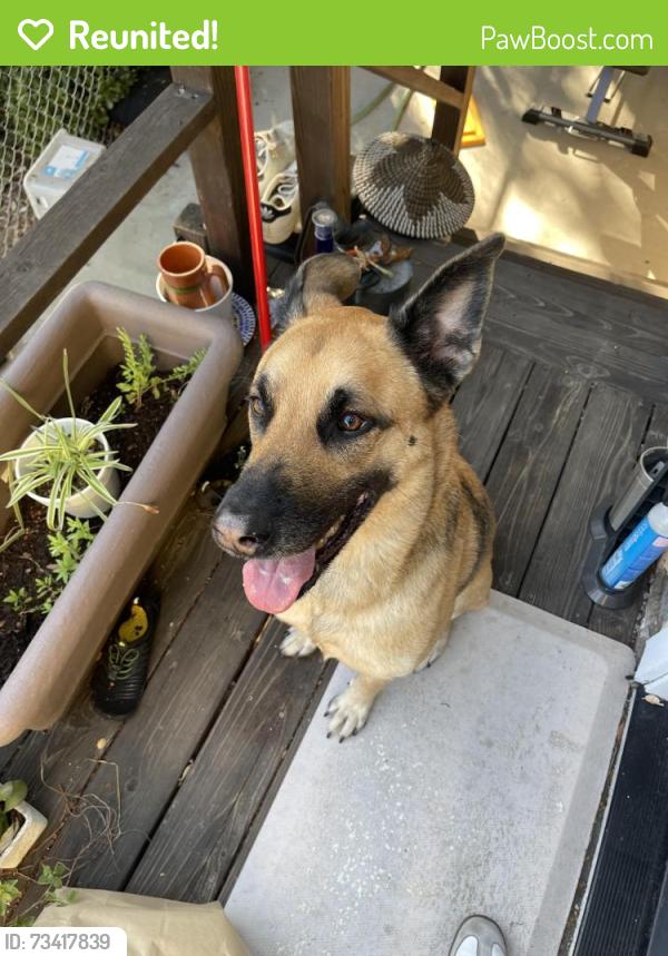 Reunited Unknown Dog last seen Ave 60 and Collis Ave, Los Angeles, CA 90042