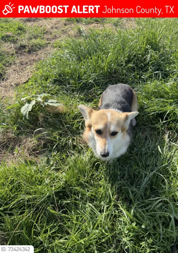 Lost Female Dog last seen Chisholm Trail, Crowley, Texas, Ee. Uu., Johnson County, TX 76036