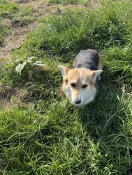 Lost Female Dog last seen Chisholm Trail, Crowley, Texas, Ee. Uu., Johnson County, TX 76036