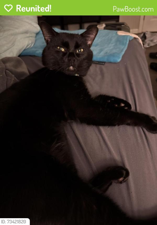 Reunited Male Cat last seen Daniel Rd & Jonquil Dr, Villa Rica, GA 30180