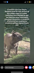 Lost Male Dog last seen Modesto highschool, Modesto, CA 95354