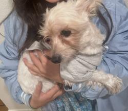 Lost Female Dog last seen Valencia, Fontana, CA 92335
