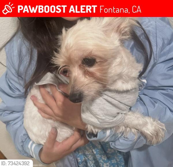 Lost Female Dog last seen Valencia, Fontana, CA 92335