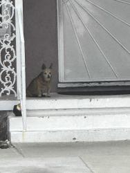Found/Stray Unknown Dog last seen Caldwell and Compton, Compton, CA 90220