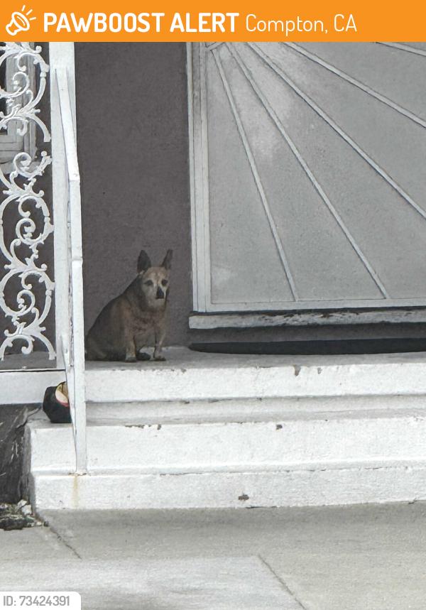 Found/Stray Unknown Dog last seen Caldwell and Compton, Compton, CA 90220