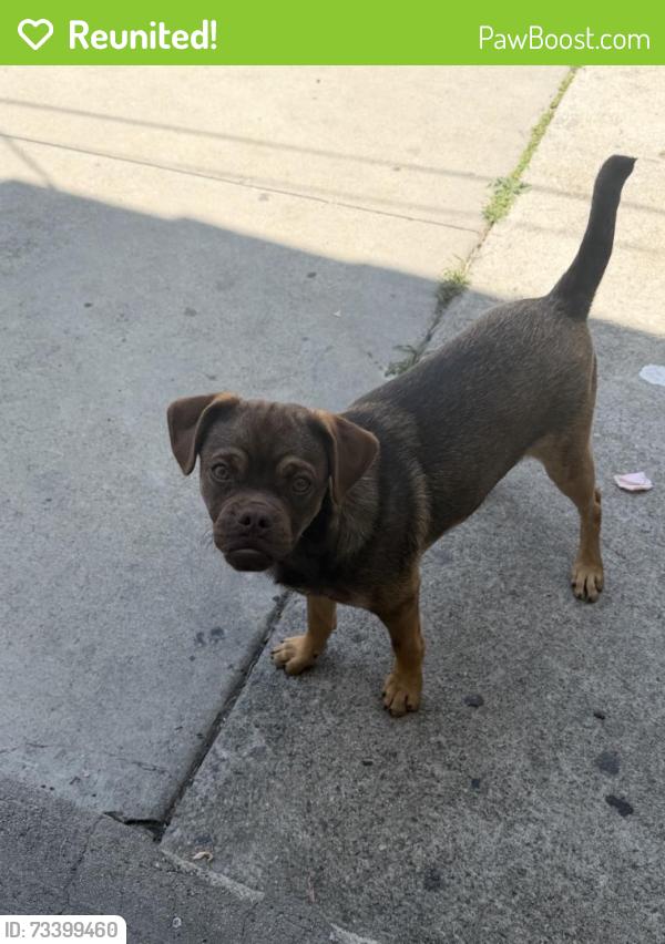 Reunited Male Dog last seen Near W 40th Pl, Los Angeles, CA 90037, USA, Los Angeles, CA 90037