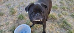 Reunited Female Dog last seen Skyline Truck Trail, Jamul, CA 91935