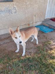 Found/Stray Male Dog last seen 60st East/Ave G, Lancaster, CA 93535