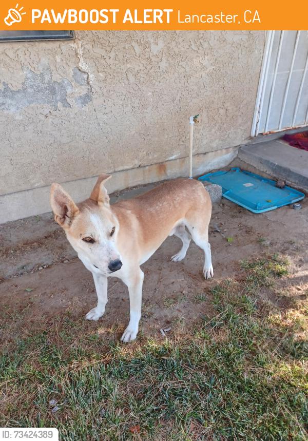Found/Stray Male Dog last seen 60st East/Ave G, Lancaster, CA 93535